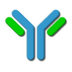 Antibody Targeting Human IGG